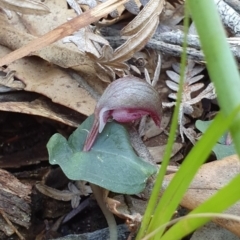 Corybas aconitiflorus (Spurred Helmet Orchid) at Jervis Bay, JBT - 25 May 2019 by AaronClausen