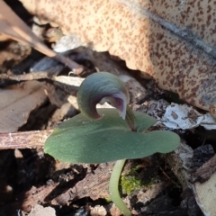 Corybas aconitiflorus (Spurred Helmet Orchid) at Jervis Bay, JBT - 25 May 2019 by AaronClausen