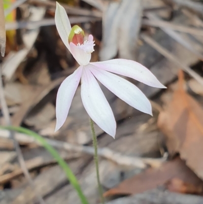 Caladenia picta (Painted Fingers) at Jervis Bay, JBT - 25 May 2019 by AaronClausen