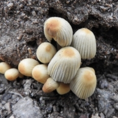 Coprinellus etc. (An Inkcap) at Paddys River, ACT - 24 May 2019 by Christine