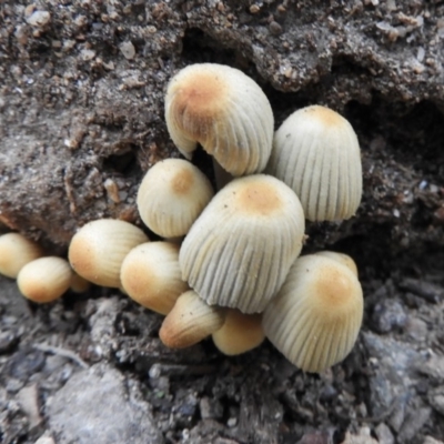 Coprinellus etc. (An Inkcap) at Paddys River, ACT - 24 May 2019 by Christine