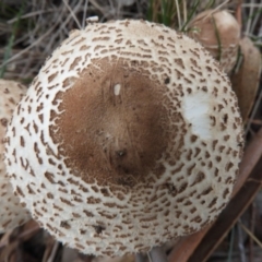 Chlorophyllum/Macrolepiota sp. (genus) at Paddys River, ACT - 24 May 2019 04:24 PM