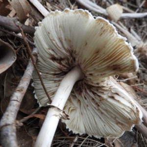 Chlorophyllum/Macrolepiota sp. (genus) at Paddys River, ACT - 24 May 2019 04:24 PM