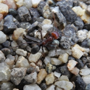 Iridomyrmex purpureus at Paddys River, ACT - 24 May 2019