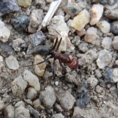 Iridomyrmex purpureus at Paddys River, ACT - 24 May 2019