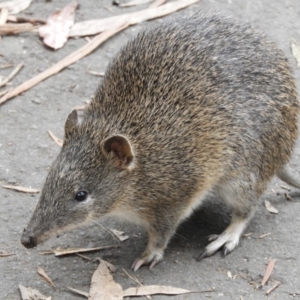 Isoodon obesulus obesulus at Paddys River, ACT - 24 May 2019 03:11 PM