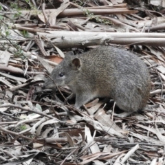 Isoodon obesulus obesulus at Paddys River, ACT - 24 May 2019 03:11 PM