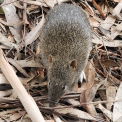 Isoodon obesulus obesulus at Paddys River, ACT - 24 May 2019 03:11 PM