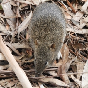 Isoodon obesulus obesulus at Paddys River, ACT - 24 May 2019