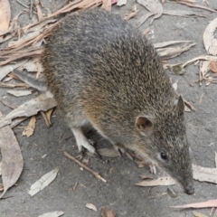 Isoodon obesulus obesulus at Paddys River, ACT - 24 May 2019 03:11 PM