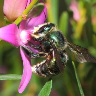Xylocopa (Lestis) aerata (Golden-Green Carpenter Bee) at Acton, ACT - 25 May 2019 by TimL