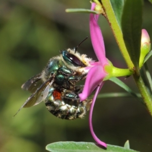 Xylocopa (Lestis) aerata at Acton, ACT - 25 May 2019