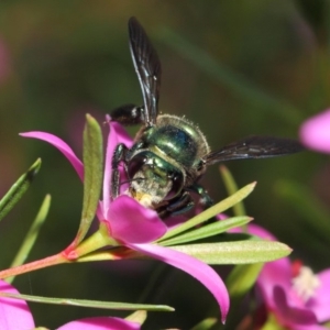 Xylocopa (Lestis) aerata at Acton, ACT - 25 May 2019