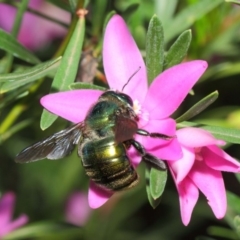 Xylocopa (Lestis) aerata at Acton, ACT - 25 May 2019