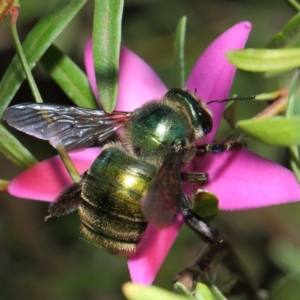 Xylocopa (Lestis) aerata at Acton, ACT - 25 May 2019