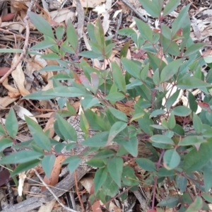 Nandina domestica at Isaacs Ridge - 25 May 2019 04:25 PM