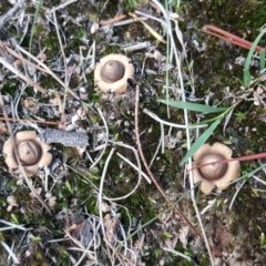 Geastrum sp. (Geastrum sp.) at Isaacs Ridge - 25 May 2019 by Mike