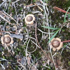 Geastrum sp. at Isaacs, ACT - 25 May 2019