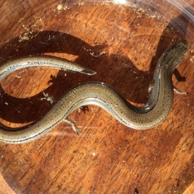 Hemiergis talbingoensis (Three-toed Skink) at Gang Gang at Yass River - 25 May 2019 by SueMcIntyre