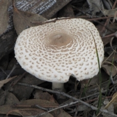 Macrolepiota sp. at Molonglo River Reserve - 25 May 2019 by Kurt