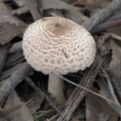 Macrolepiota sp. at Molonglo River Reserve - 25 May 2019 03:02 PM