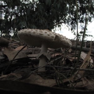 Macrolepiota sp. at Molonglo River Reserve - 25 May 2019 03:02 PM