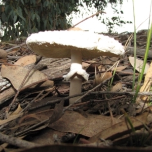 Macrolepiota sp. at Molonglo River Reserve - 25 May 2019 03:02 PM