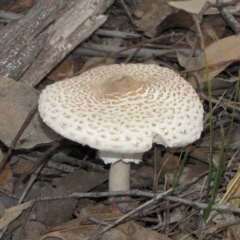 Macrolepiota sp. at Molonglo River Reserve - 25 May 2019 03:02 PM