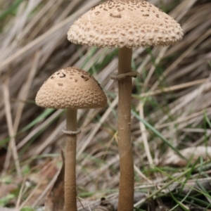 Macrolepiota clelandii at Paddys River, ACT - 25 May 2019 01:43 PM