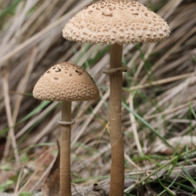 Macrolepiota clelandii (Macrolepiota clelandii) at Paddys River, ACT - 25 May 2019 by Marthijn