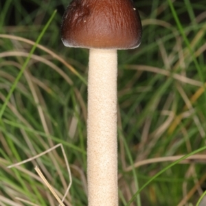 Oudemansiella gigaspora group at Paddys River, ACT - 25 May 2019