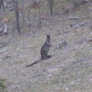 Wallabia bicolor at Isaacs, ACT - 25 May 2019 05:04 PM