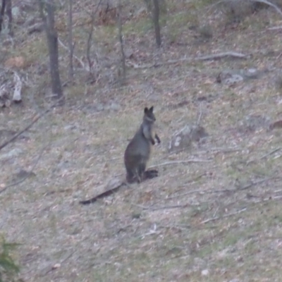 Wallabia bicolor (Swamp Wallaby) at Isaacs Ridge - 25 May 2019 by Mike