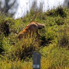 Vulpes vulpes at Fyshwick, ACT - 25 May 2019 11:14 AM