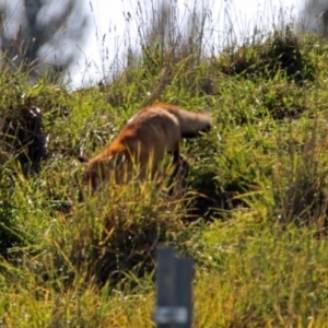 Vulpes vulpes at Fyshwick, ACT - 25 May 2019 11:14 AM