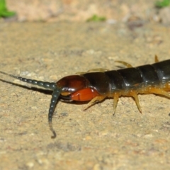 Cormocephalus sp.(genus) at Evatt, ACT - 24 May 2019