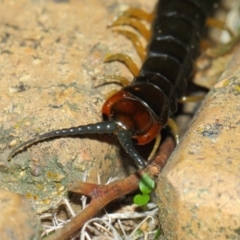 Cormocephalus sp.(genus) at Evatt, ACT - 24 May 2019