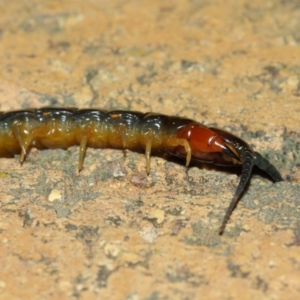 Cormocephalus sp.(genus) at Evatt, ACT - 24 May 2019