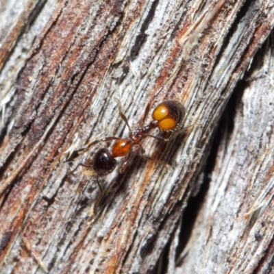 Chelaner kiliani (Kilian's ant) at Hackett, ACT - 25 May 2019 by TimL