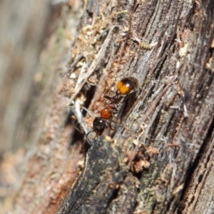 Chelaner kiliani at Hackett, ACT - 25 May 2019 12:57 PM
