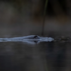 Ornithorhynchus anatinus (Platypus) at Paddys River, ACT - 24 May 2019 by rawshorty