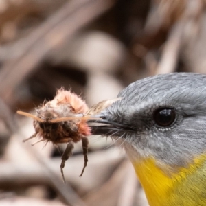 Eopsaltria australis at Paddys River, ACT - 24 May 2019