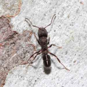 Rhytidoponera tasmaniensis at Hackett, ACT - 14 May 2019