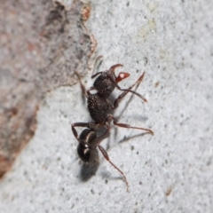 Rhytidoponera tasmaniensis at Hackett, ACT - 14 May 2019