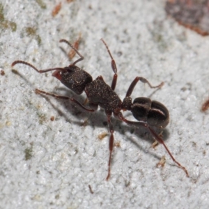 Rhytidoponera tasmaniensis at Hackett, ACT - 14 May 2019