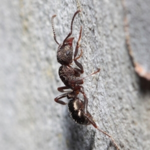 Rhytidoponera tasmaniensis at Hackett, ACT - 14 May 2019