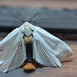 Maroga melanostigma at Wamboin, NSW - 30 Nov 2018