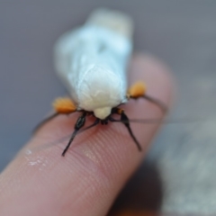 Maroga melanostigma at Wamboin, NSW - 30 Nov 2018 10:10 PM