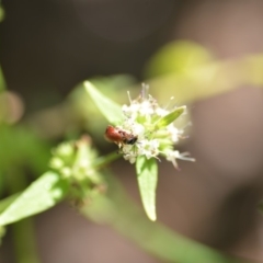 Exoneura sp. (genus) (A reed bee) at Wamboin, NSW - 3 Dec 2018 by natureguy