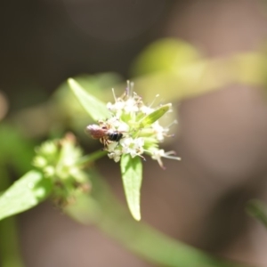 Exoneura sp. (genus) at Wamboin, NSW - 3 Dec 2018